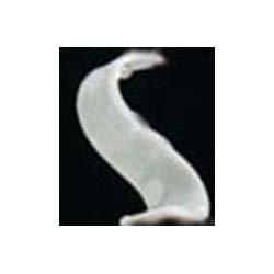 Specimen Track 860 to 960 MHz Gen 2 UHF RFID Animal Ear Tag